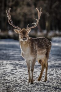Deer Trail Camera Placement During the Rut: How to Find Buck Travel Routes